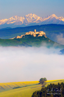 Stará hruška pod Spišským hradom